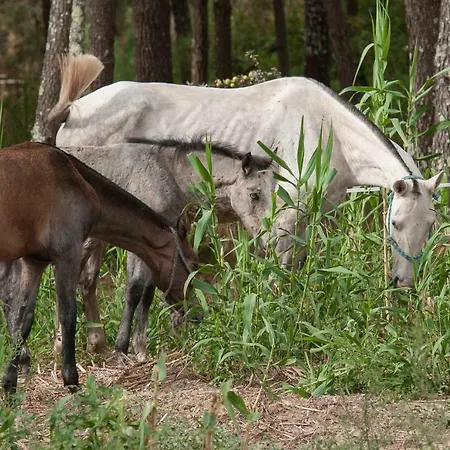 Coudelaria Bed & Breakfast 3*