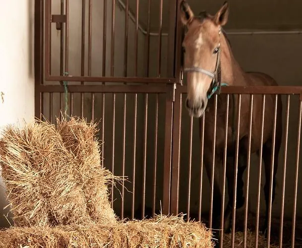 Bed & Breakfast Coudelaria 3*