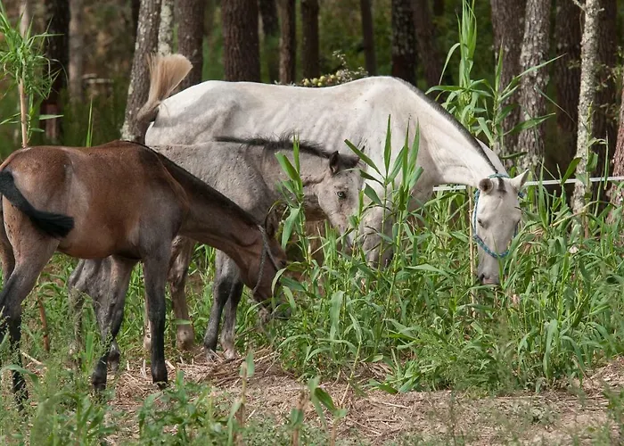 Coudelaria Bed & Breakfast 3*