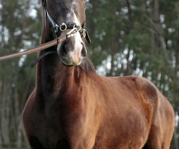 Coudelaria Bed & Breakfast 3*